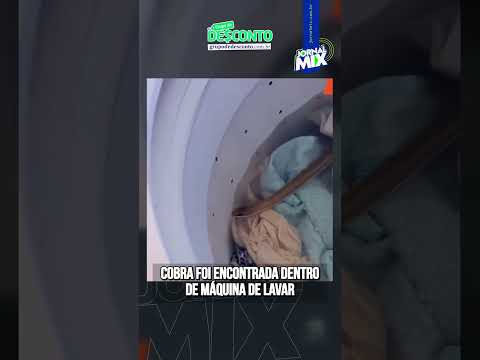 Bombeiros resgatam cobra em máquina de lavar