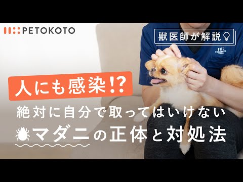 マダニ病にかかった犬はお風呂に入っても大丈夫でしょうか?
