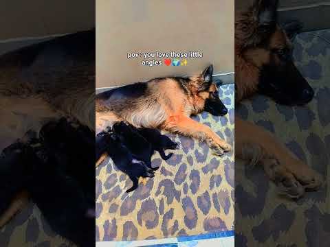 cutties ❤️🌍✨ #dogs #germanshepherd #germanshepherdpuppy #viral #youtubeshorts