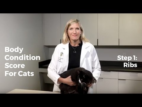 Body Condition Score For Cats: Step 1, Ribs