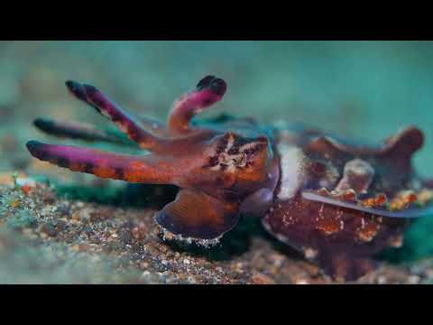 Coral Triangle Critters – 4 - scuba diving video