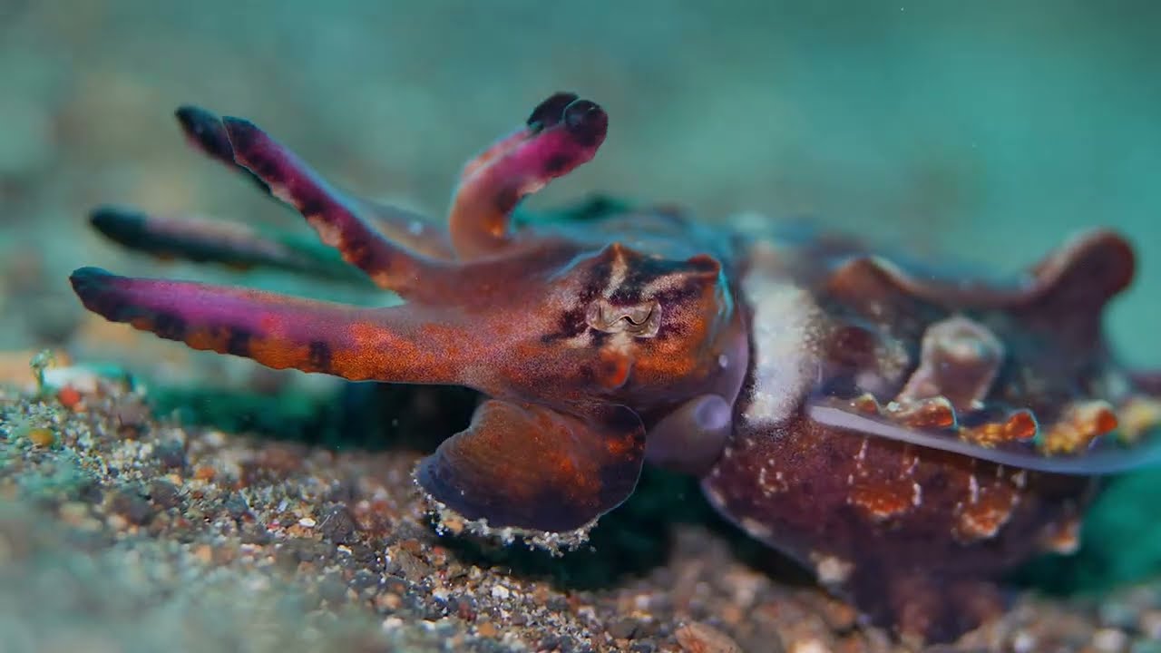 Coral Triangle Critters - 4