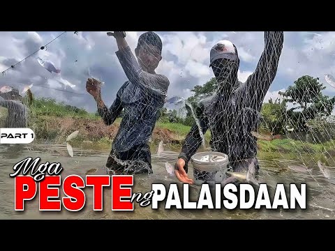 P1-MGA PESTE NG PALAISDAAN - EP1114
