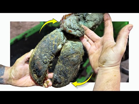 a HUGE DEW CLAW means  trouble for these MASSIVE feet!