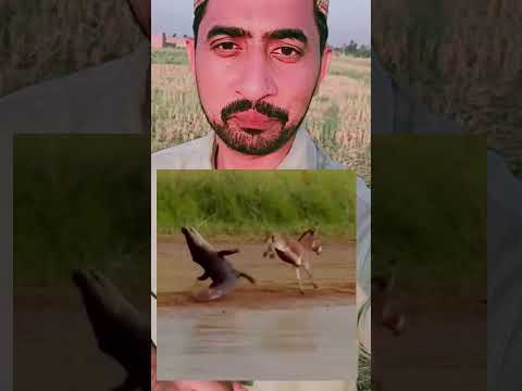 گدھے کو عقل دیر سے آئی! 😂🤣🫏#FunnyVideo #Comedy #Donkey #ViralVideo #FunnyMoments