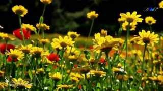 ♡ André Rieu - Nightingale Serenade (Toselli Serenade)