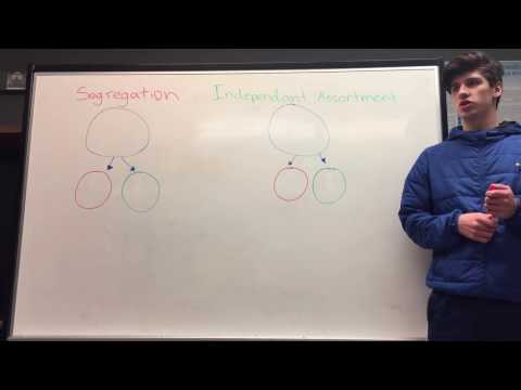 Segregation vs Independent assortment