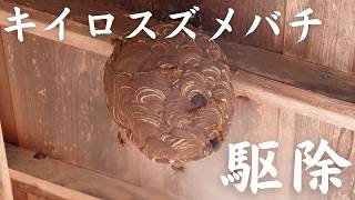 軒下の時限爆弾！キイロスズメバチの巣を駆除！ 〜生態観察ドキュメント〜