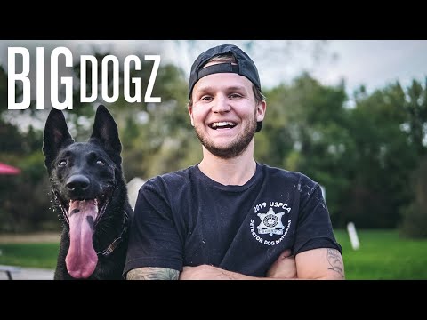 download lagu mp3 mp4 Celebrity Dog Trainer, download lagu Celebrity Dog Trainer gratis, unduh video klip Celebrity Dog Trainer