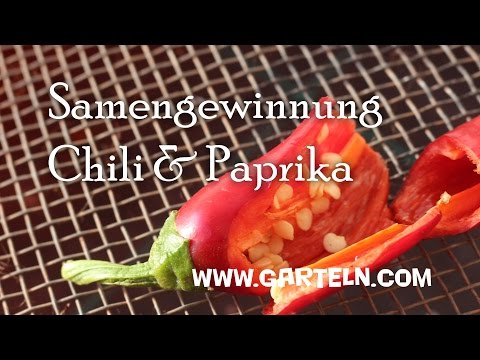Chilli und Paprika Samen gewinnnen