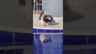 Puppy falls into the pool (Try not to laugh) #shorts