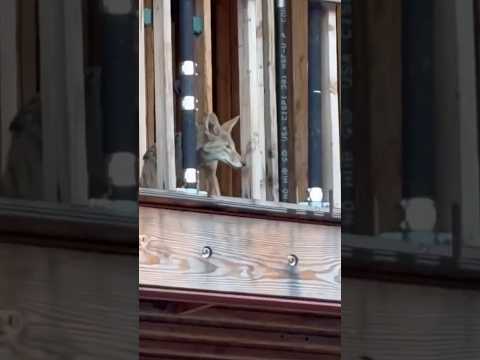 West Hollywood locals on edge over coyotes