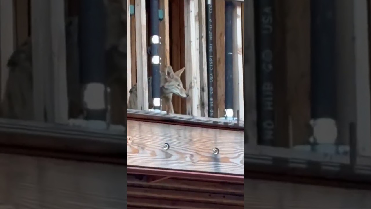Video: Abandoned West Hollywood construction site draws coyote pack, nightly howls