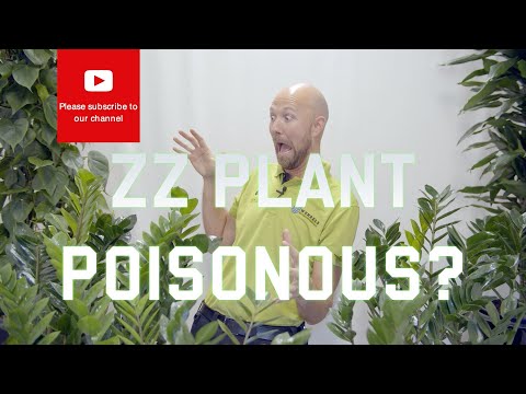 image-Is Zamioculcas zamifolia poisonous to humans? 