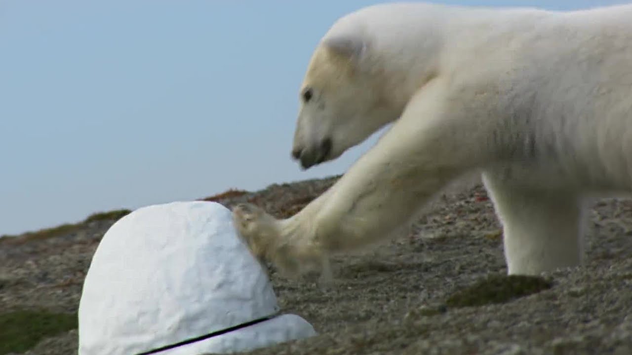 Polar Bear destroys spy cam - Polar Bear Spy On The Ice - BBC Earth
