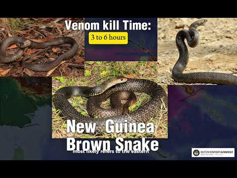 5 top dangerous snakes in Papua New Guinea 🇵🇬