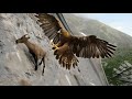 Golden Eagle Golden Eagle Hunting