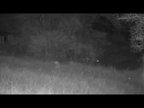 Djuma: Leopard-Molwati male - 01:02 - 09/05/2023