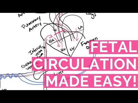 Fetal Circulation (Nursing School)