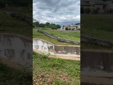 Sucuri gigante em bonito-ms, fui visitá-la ! #shorts #animais #natureza #sucuri #snake #cobra