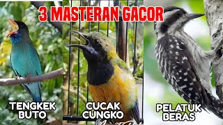 Download lagu LIVE🔥 3 MATERI GACOR‼️ CUCAK CUNGKOK vs TENGKEK BUTO vs PELATUK BERAS – PEMACU MURAI BATU💥 mp3 Download lagu LIVE🔥 3 MATERI GACOR‼️ CUCAK CUNGKOK vs TENGKEK BUTO vs PELATUK BERAS – PEMACU MURAI BATU💥 mp3