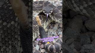 Rattlesnakes 🐍 A SOUND you’ll never forget (volume up)