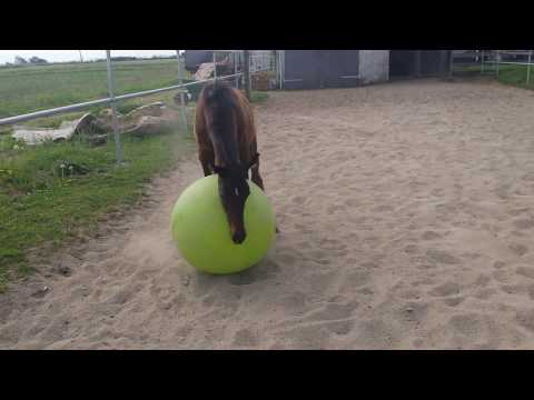 Hengst Fohlen Farrell Don Romatic Rubin Royal