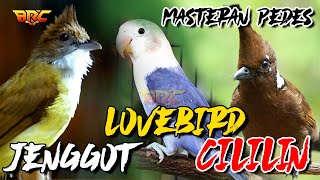 Download lagu KOLABORASI MASTERAN | CUCAK JENGGOT - LOVE BIRD - CILILIN mp3 Download lagu KOLABORASI MASTERAN | CUCAK JENGGOT - LOVE BIRD - CILILIN mp3