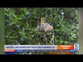 Spiders the size of your palm spotted in Southern California