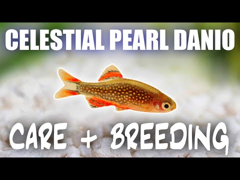 Celestial Pearl Danio Care + Breeding Guide - Galaxy Rasbora Care, Feeding, Tank Mates And More!!!