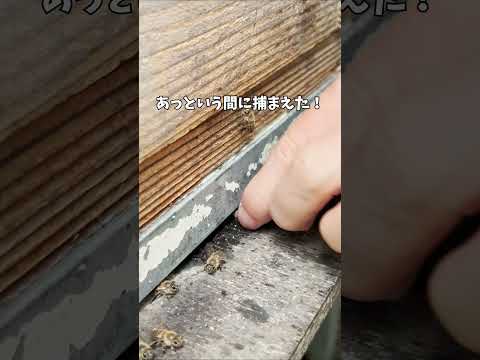 巣箱を外敵から守るためのヒントは何ですか?何をすべきか、何をしてはいけないのか？  庭園