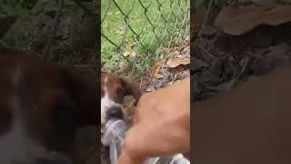 Video preview image #1 Dachshund-Unknown Mix Puppy For Sale in NYC, NY, USA