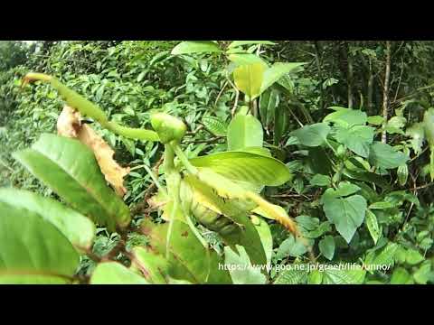 マレーシアのカメロマンティス　Camelomantis parva