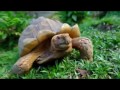 Andy Garcia ft. Barbatuques & Rita Moreno - Beautiful Creatures
