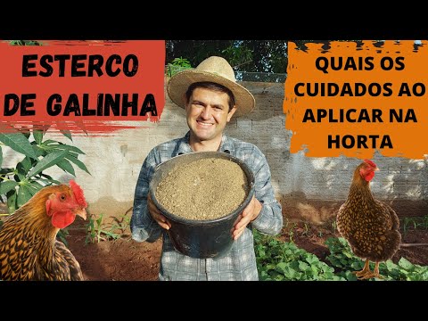 HOW TO APPLY CHICKEN MANURE TO YOUR ORGANIC GARDEN AND NOT BURN THE ROOTS OF YOUR PLANTS (Ep40)