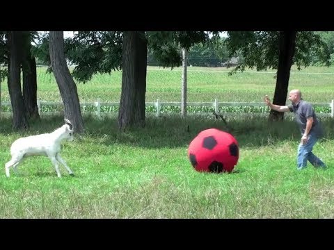 Una Divertida Recopilación De Videos De Animales Jugando Con Pelotas