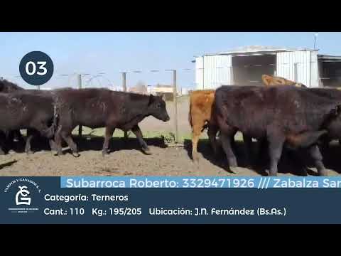 Lote Machos -J N Fernández Bs As