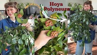the perfect hoya for beginners and collectors alike 🌼 hoya polyneura journey, care, & in flower!