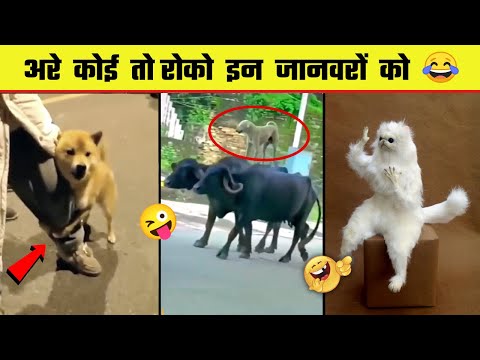 🤣😜 इन जानवरों से पंगा ना बाबा ना | Funny Animal Videos 2023 - Part 8