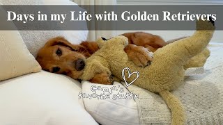 Realistic Days with Two Goldens | Cooking with dog dad, Morning routines with two dogs, SAHM