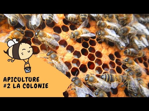 , title : '🐝 Apiculture #2 - La colonie d'abeilles'