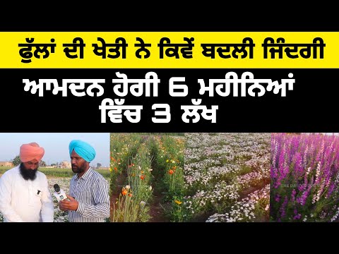 ਫੁੱਲਾਂ ਦੀ ਖੇਤੀ ਕਰ ਕਮਾਏ ਲੱਖਾਂ ਰੁਪਏ | LATEST PUNJABI VIDEO | DAILY DESK TV