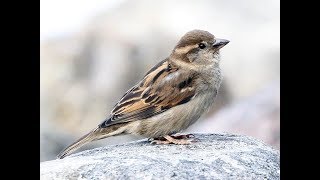 Jason Gray - Sparrows
