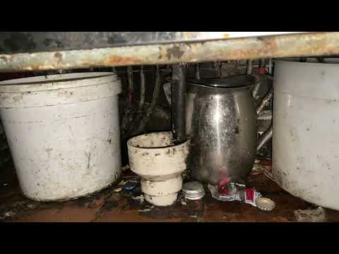 Mice & Fruit Flies Thrive in Poor Sanitation in South Plainfield, NJ