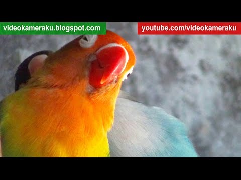 Lovebird Activity (Multicam) 2 Hours - Lovebird Sounds (June-22-2018)