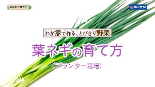 葉ネギの育て方