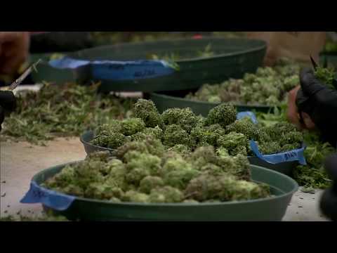 NJ Marijuana Legalization