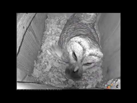 Male Barred Owl delivers a rodent to the nesting female