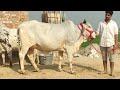 Tharparkar Cow For Sell Rbcowfarm 9782614926