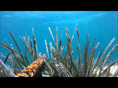 La mia prima video cattura